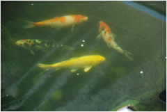 景觀魚池水處理設(shè)備有哪些？